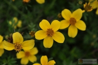 Bidens ferulifolia 'Yellow'